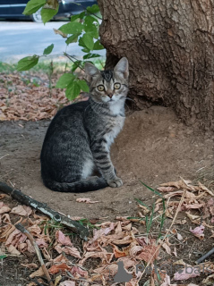 Photo №1.  - for sale in the city of Moscow river | Is free | Announcement № 152386