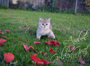 Photo №2 to announcement № 7878 for the sale of british shorthair - buy in Russian Federation from nursery