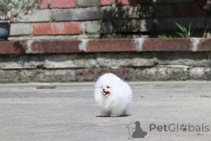 Photo №3. Pomeranian puppies are looking for new. Germany