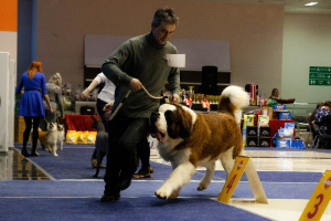 Photo №4. Mating st. bernard in Russian Federation. Announcement № 1559