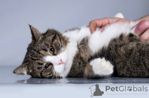 Photo №3. Young cat Bucks is looking for a home.. Russian Federation