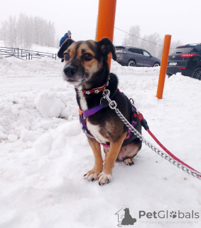 Photo №2 to announcement № 162858 for the sale of non-pedigree dogs - buy in Russian Federation private announcement