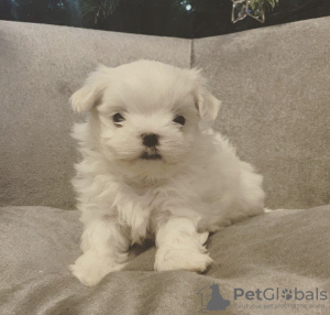 Photo №1. maltese dog - for sale in the city of Дрезден | Is free | Announcement № 123922