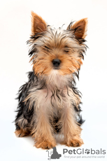 Photo №1. yorkshire terrier - for sale in the city of Tashkent | 400$ | Announcement № 43447