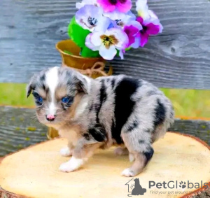 Photo №1. australian shepherd - for sale in the city of Sydney | Is free | Announcement № 123107