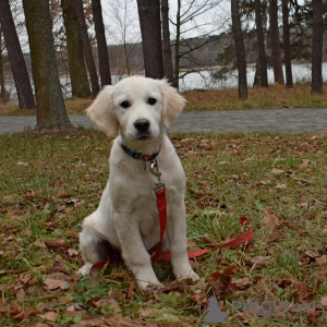 Additional photos: golden retriever