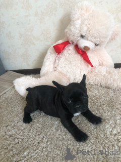 Photo №3. french bulldog. Germany