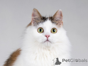 Photo №4. I will sell  in the city of Москва. private announcement - price - Is free