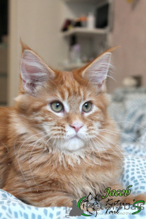 Photo №3. Maine Coon Boy Ready to Move. Russian Federation