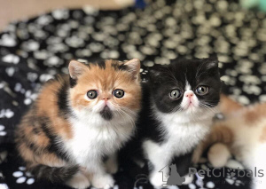 Photo №2 to announcement № 156147 for the sale of exotic shorthair - buy in France 