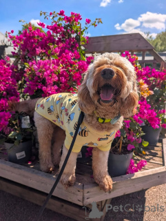 Photo №2 to announcement № 169360 for the sale of american cocker spaniel - buy in Finland private announcement