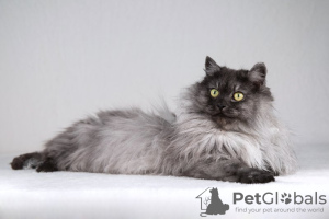 Additional photos: Fluffy beauty cat Delphine.