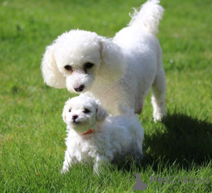 Photo №1. bichon frise - for sale in the city of Франкфурт-на-Майне | 317$ | Announcement № 82678