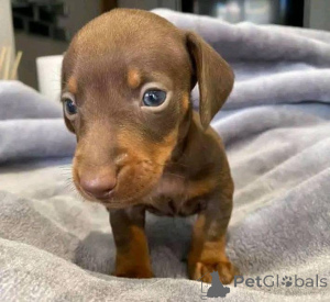 Photo №1.  - for sale in the city of Florence | negotiated | Announcement № 163603