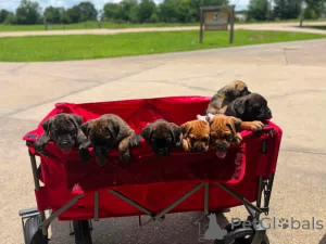 Photo №4. I will sell cane corso in the city of Aalborg. private announcement, breeder - price - 671$