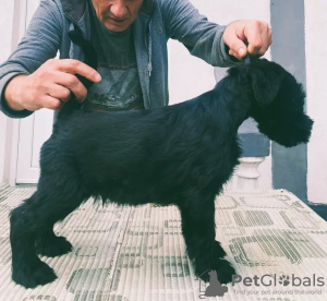 Photo №3. Large schnauzer puppies for sale. Serbia