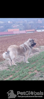 Photo №4. I will sell otterhound in the city of Belgrade.  - price - negotiated