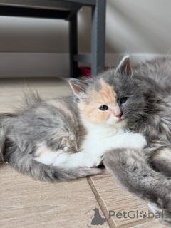 Photo №3. Friendly and Affectionate Siberian Kitten Available. Germany