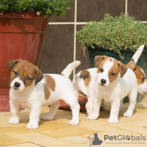 Photo №1. jack russell terrier - for sale in the city of Marseilles | negotiated | Announcement № 58281