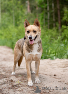 Photo №2 to announcement № 145515 for the sale of non-pedigree dogs - buy in Russian Federation private announcement