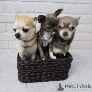 Photo №1. chihuahua - for sale in the city of Helsinki | 774$ | Announcement № 160470