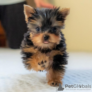 Photo №1. yorkshire terrier - for sale in the city of Warsaw | negotiated | Announcement № 100258