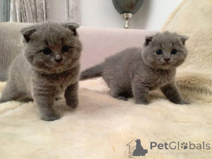 Photo №1. british shorthair - for sale in the city of Дрезден | 329$ | Announcement № 143172