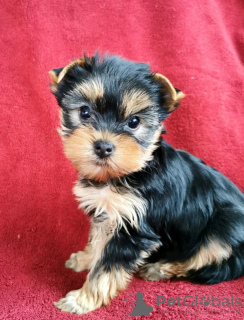Photo №2 to announcement № 93070 for the sale of yorkshire terrier - buy in Belgium private announcement