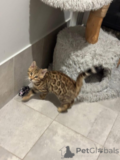 Photo №1. bengal cat - for sale in the city of RENENS | 706$ | Announcement № 152761