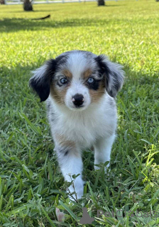 Photo №1. australian shepherd - for sale in the city of Hamminkeln | 847$ | Announcement № 150656
