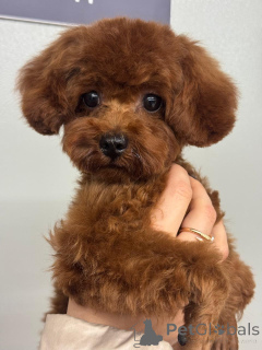 Photo №1. poodle (dwarf) - for sale in the city of Krasnodar | 3116$ | Announcement № 155082
