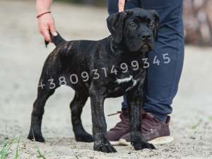 Photo №1. cane corso - for sale in the city of Kharkov | 447$ | Announcement № 6501