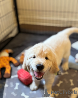 Photo №2 to announcement № 161336 for the sale of  - buy in Georgia 