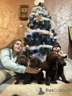 Photo №3. Chocolate and black Labrador Retriever puppies. Serbia