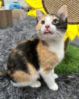 Photo №1. domestic cat - for sale in the city of Munich | 565$ | Announcement № 150624