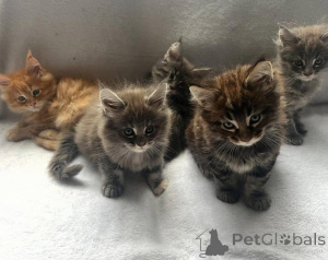 Photo №2 to announcement № 137194 for the sale of maine coon - buy in Austria breeder