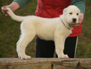 Photo №3. Central Asian Shepherd Puppy White Boy. Russian Federation
