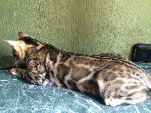 Photo №1. bengal cat - for sale in the city of Belgorod | 584$ | Announcement № 2953