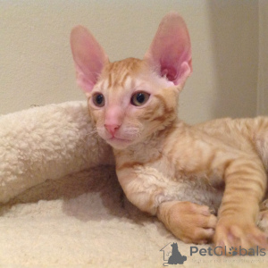 Photo №3. Pure bred Cornish Rex kittens. Monaco