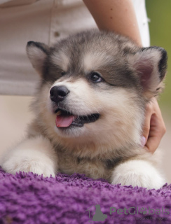 Photo №1. alaskan malamute - for sale in the city of Vitebsk | negotiated | Announcement № 24030