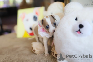 Photo №3. Dean Janet Kay puppies house. United States