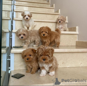 Photo №2 to announcement № 80862 for the sale of cavalier king charles spaniel - buy in Germany private announcement