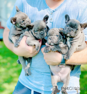 Photo №1. french bulldog - for sale in the city of Mainz | negotiated | Announcement № 165618