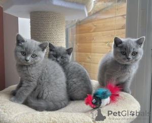 Photo №1. british shorthair - for sale in the city of Kythira | Is free | Announcement № 125130