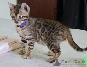 Photo №2 to announcement № 97211 for the sale of bengal cat - buy in Bulgaria 