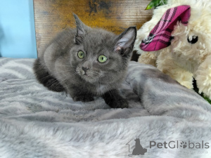 Photo №1. russian blue - for sale in the city of Egilsstaðir | negotiated | Announcement № 173426
