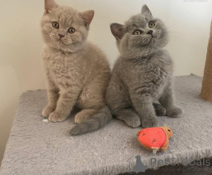 Photo №1. british shorthair - for sale in the city of Sittard | 350$ | Announcement № 171189