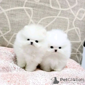 Photo №3. Beautiful Pomeranian puppies Business WhatsApp 37256062792. Finland