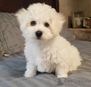 Photo №1. bichon frise - for sale in the city of St. Petersburg | negotiated | Announcement № 42818