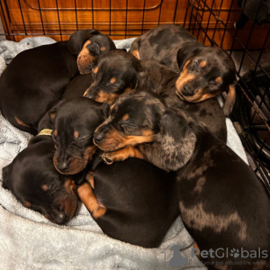 Photo №2 to announcement № 42512 for the sale of dachshund - buy in Germany private announcement